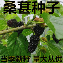 ���ɣ�طN�� 250-500�˴��bɢ�b �a��ֱ���������� ͥԺˮ���N��