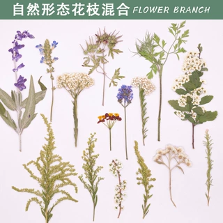 天然形态花枝混合压花干花标本多种植物材料手工DIY装饰画材料