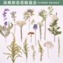 手工植物压花天然花枝