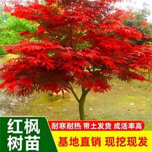 �t�������ļ��t�ձ��t���t�輧�辰���Դ��ͥԺ�G��ֲ�������t��