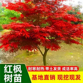 盆栽;种子;花盆容器