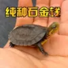 Stone gold turtle eggs