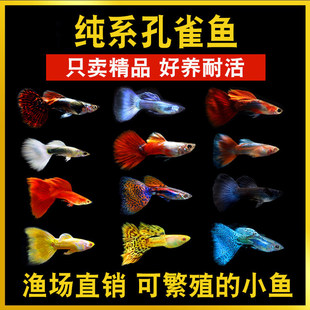��ȸ�~�^�p�~С�͵�ˮ���B���N�Pβ�t�G��̥���ᎧС�~��Ꭷ�~
