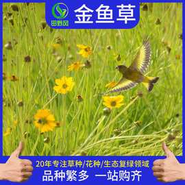 金鱼草花价格 最新金鱼草花价格 批发报价 价格大全 阿里巴巴