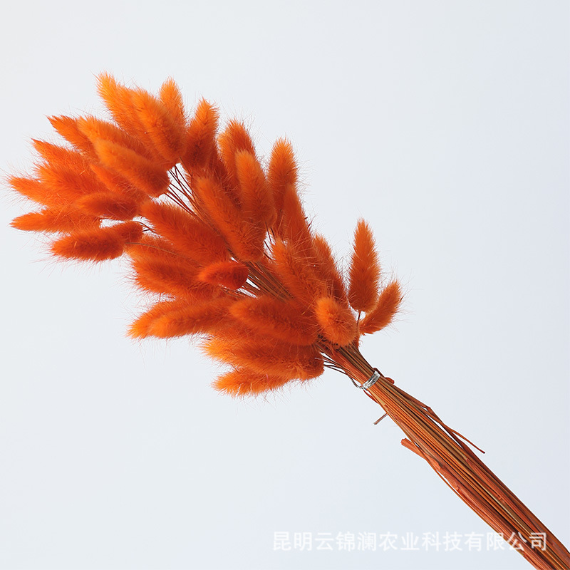 Un bouquet de 60 oranges / Bouquet