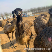 �������^�^�p����������� �����r�B���w �r�B���Bֳ�� �r�B��