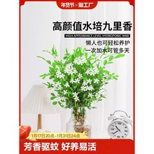 水培九里香盆栽老桩清香木四季茉莉花室内绿植物开花卉驱蚊草客厅
