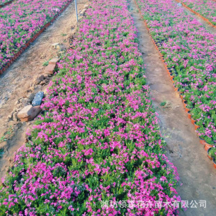 Wholesale of Grassy Phlox (Phlox Subulata) Perennial Cup Seedlings for Ornamental Landscape Flower Beds and Greening Projects