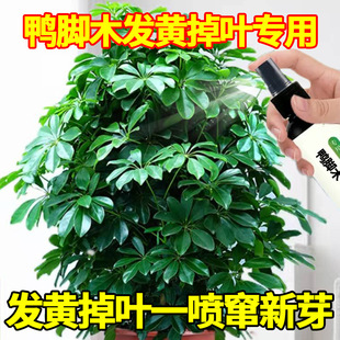 Special Nutrient Solution for Duck Foot Wood Yellow Leaves and Dry Tips for First Aid, Special Nutrient Solution for Germination, Rooting and Seedling Strengthening Without Dilution