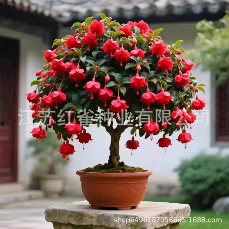 Двухцветные, ароматные саженцы ламп Баолиан в горшках для внутреннего и наружного балкона, цветы и зеленые растения во дворе можно посадить в любое время года.