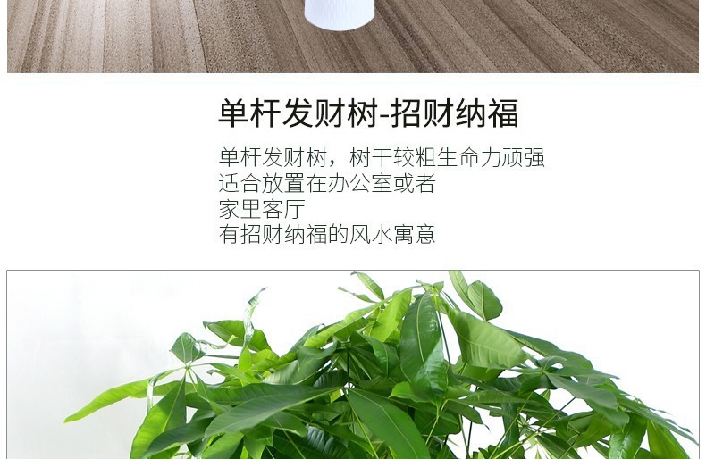 ��������ͼ�����ڻ��� �辰ֲ�� ���������� �������⻨�� ��