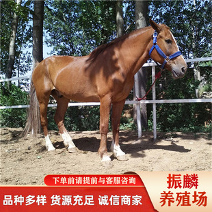 �V�����ξ��^���R�r���������u�������R��,�����R�ăr��