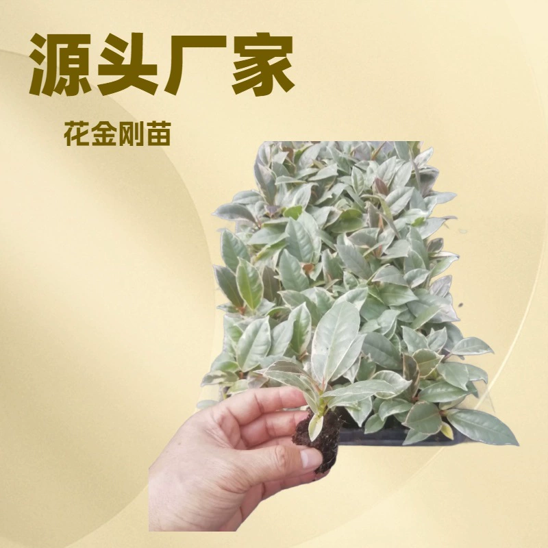 Производитель поставляет оптом большие партии резиновых деревьев, индийских баньянов, садовых цветов и рассады зеленых растений.