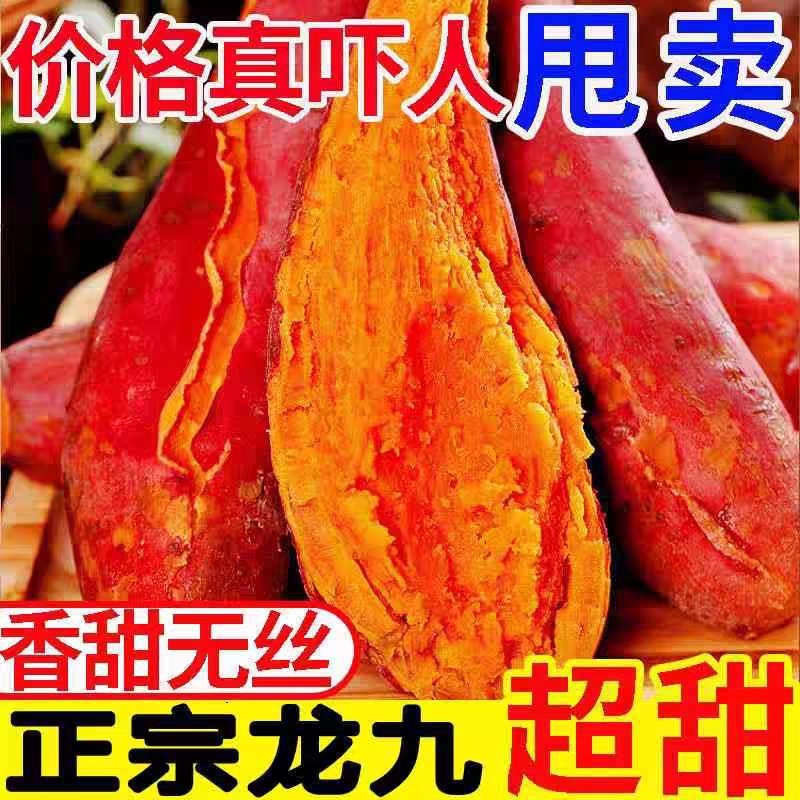 龙九红薯9斤黄心地瓜新鲜香甜自种蜜薯山芋板栗番薯农家现挖