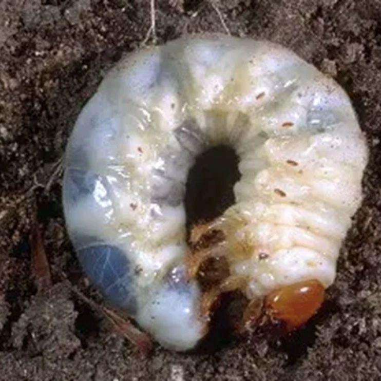 Рыболовная приманка, рыболовная живая приманка, платформа для дикой рыбалки на открытом воздухе, рыболовное устройство специализируется на черном карпе, белом Амуре, рисовом угре, всех видах крупной рыбы