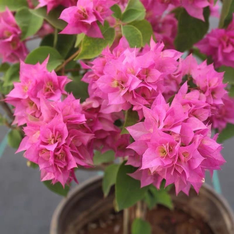 클래식 스타일(더블 핑크)