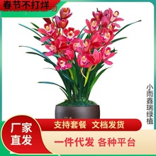 一件代发兰花苗盆栽建兰浓香四季开花君子兰墨兰蕙兰室内花卉植物