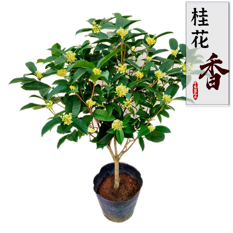 Четыре сезона османтуса в горшках саженцы густого ароматного типа османтуса