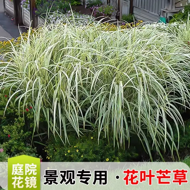 Мозаика Манс 'Fine Leaf Манс Декоративная трава Пекин Мискантус Пекин Перо Мао Fine Leaf Herb Leaf Просмотр Сад Цветок Граница Посадка