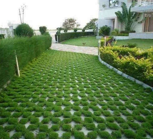 Парковка Семена Травы Карликовая Собака Райская Трава Семена Газона Не Косить Низкий Протектор-устойчивые Семена Травы Вечнозеленый All Seasons