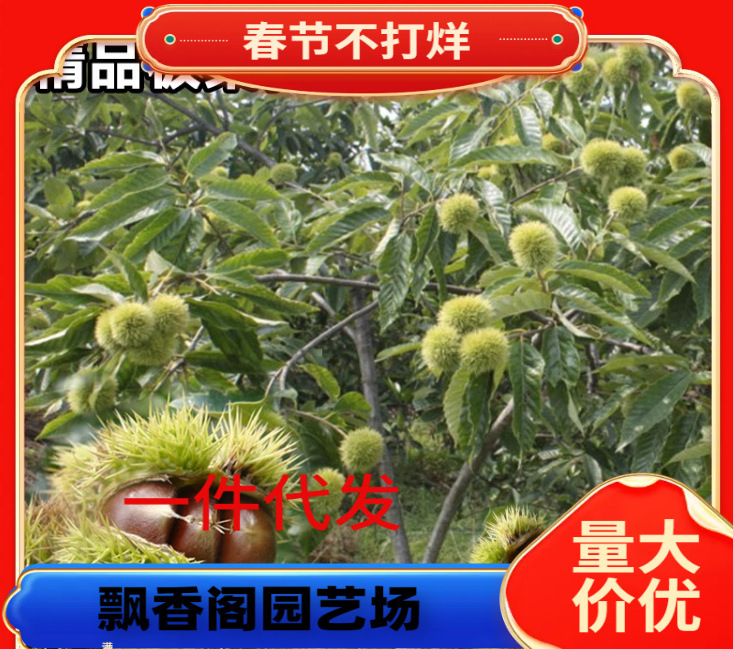 批发2米栗子苗大红袍嫁接板栗苗九家种栗子苗华光嫁接板栗苗