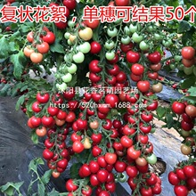 圣女果种子番茄籽小西红柿子有限无限生长型家庭种植阳台盆栽大田