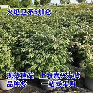 �����lì���Զ������ͺ��͟Ứ��ľ׃ɫ�~Ƭֲ��ͥԺ�������^��