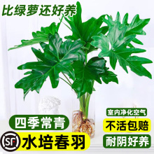 ˮ��ֲ�ﴺ���������G�q�҃��������곣��G�}���B�k������Gֲ