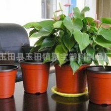 �Ӻ�˫ɫ��һ���Լ�������������������ֲ��������̬��̬��ֲ��ľ