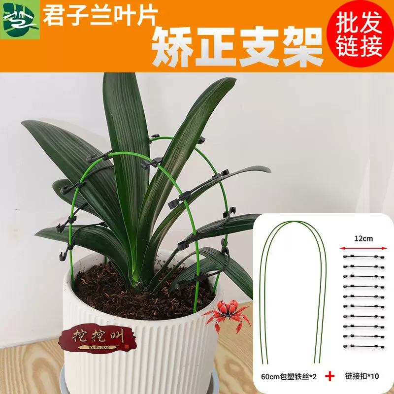 君子兰叶片矫正支架可调节绿植定型支撑工具花卉固定塑形园艺配件