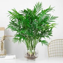 袖珍椰子水培植物驱蚊竹水养富贵客厅办公室桌面好养绿植花卉