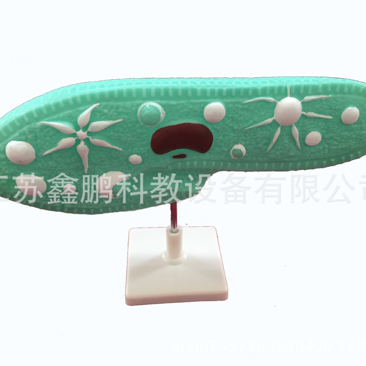 草履虫模型 33103 高中生物实验教学演示科教仪器医学研究