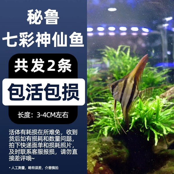 3-4cm Peruvian Fairy 2 pack