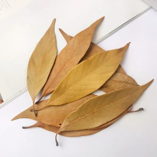 �������~����Ȼֲ����~���~ �ֹ�DIY���� ���h�b���� �׃��h��