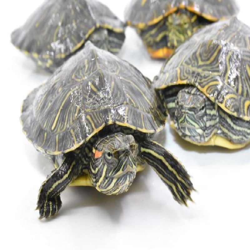 Little Turtle Tortoise living thing Pet turtle Hatchlings Red-eared turtles lovers Terrapins Living creatures Turtle speed