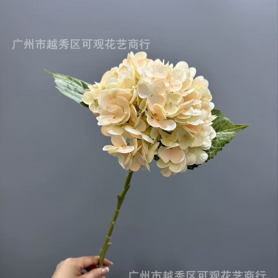 샴페인 파우더