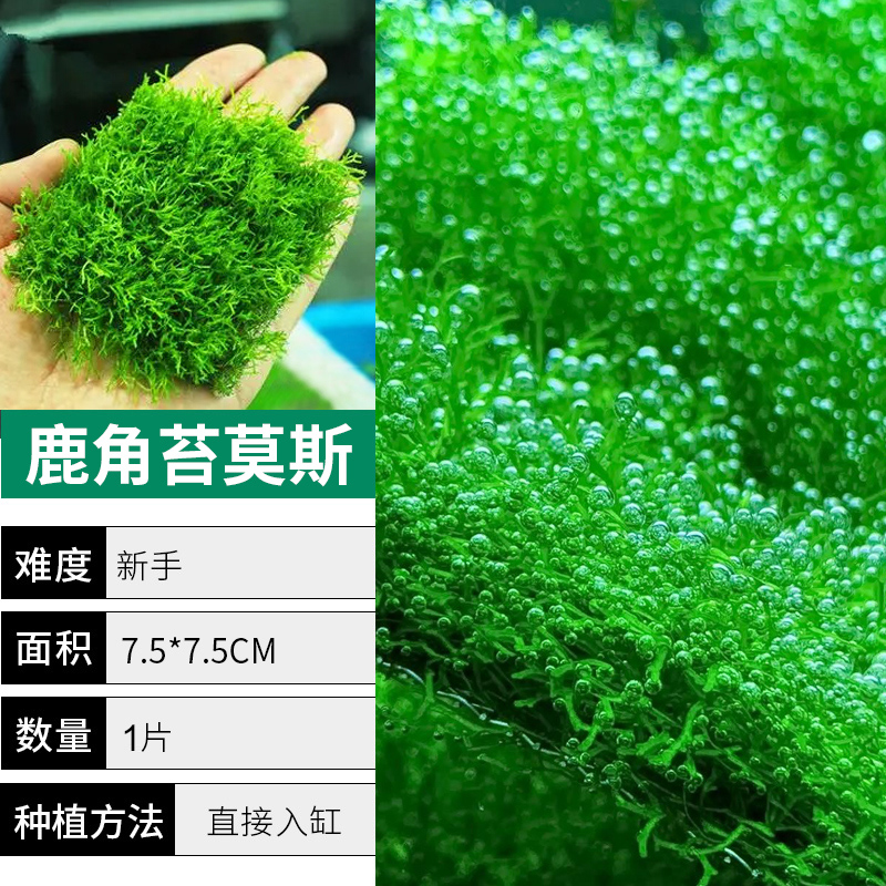 녹용이끼【얼리 어답터 가격❤특별한 제안]