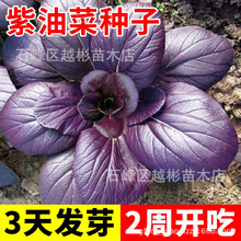 正宗紫罗兰油菜种子耐热耐寒紫油菜蔬菜籽四季室内庭院紫油菜种子