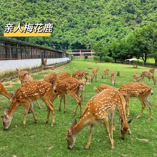 �^�p�H��÷��¹���w���ۃr�����÷��¹�����Ȍ����÷��¹���R