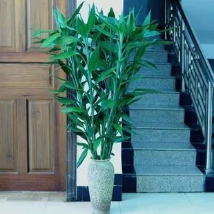 ���F��ˮ�B��֦���~����ˮ��ֲ���k���ҷ�ݗ��͏d���;Gֲ����