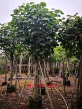 ���G�S�Ș���⾰�d��ľ