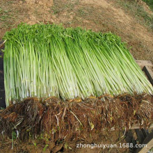 ����ֱ�lˮ����ˮ�۲�Ұ�۲����۲����ļ��߲���ȫ����؛