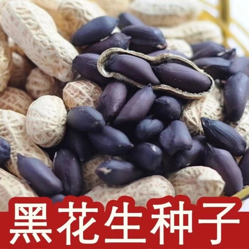 雲南産の殻付きのセレンが豊富な黒落花生は、生で生食用、調理済みで生食用として使用できます。遼寧省産の黒紫落花生は、種まきや発芽に適しており、大きな粒になります。|undefined