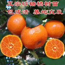 沙糖橘树苗盆栽地栽南方北方种植橘子树苗柑桔果树果苗嫁接砂糖橘