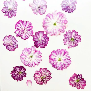 珍珠李 樱花押花diy干花材料滴胶手机壳饰品工艺品植物标本压花