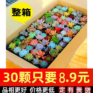 Rare Set of Succulent Plant Combinations in Pots, Whole Box of New Succulent Plants, Micro-Landscape, Precious Goods, Novice Varieties