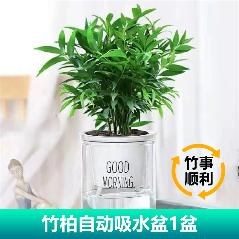 모기퇴치대나무(좋은아침대야) + 영양액