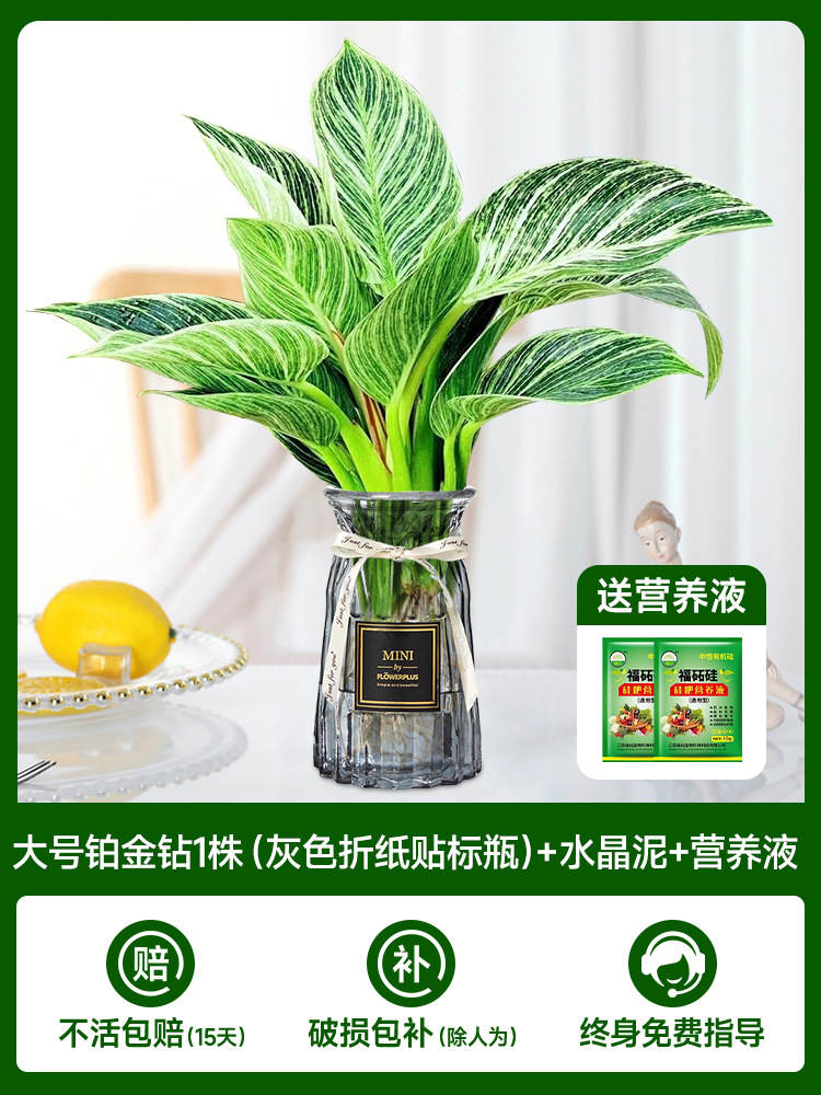 대형 백금 다이아몬드 1개(회색 종이접기 라벨병) + 크리스탈 머드 + 영양액