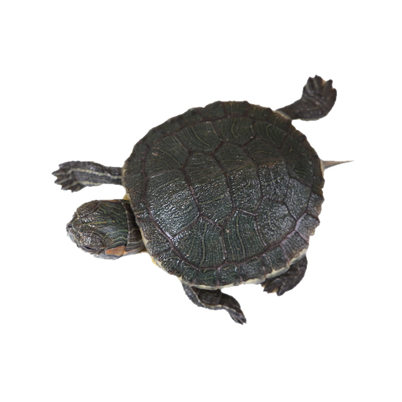 七彩炫彩观赏龟