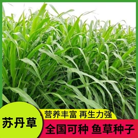 种子;草坪;草种子